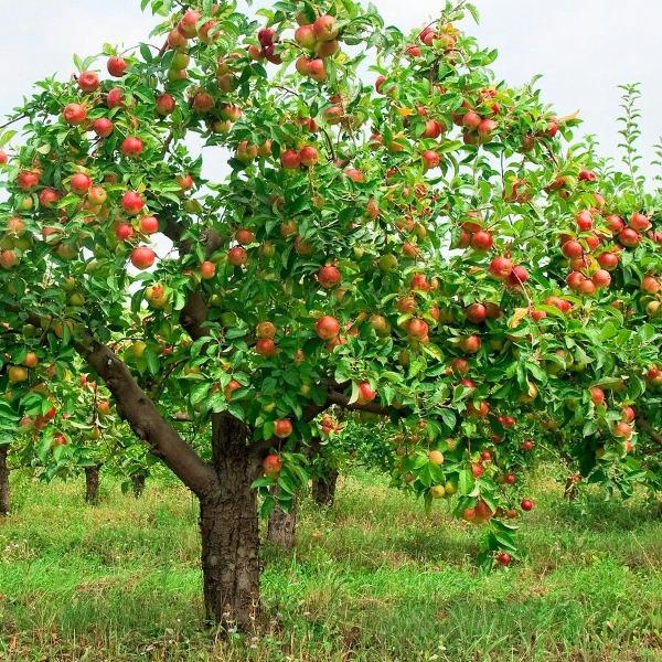 http://gardengoodsdirect.com/cdn/shop/files/pink-lady-apple-tree-15644171010090_1200x1200.jpg?v=1695383359