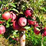 Heavy fruit set of Pink Lady Apples