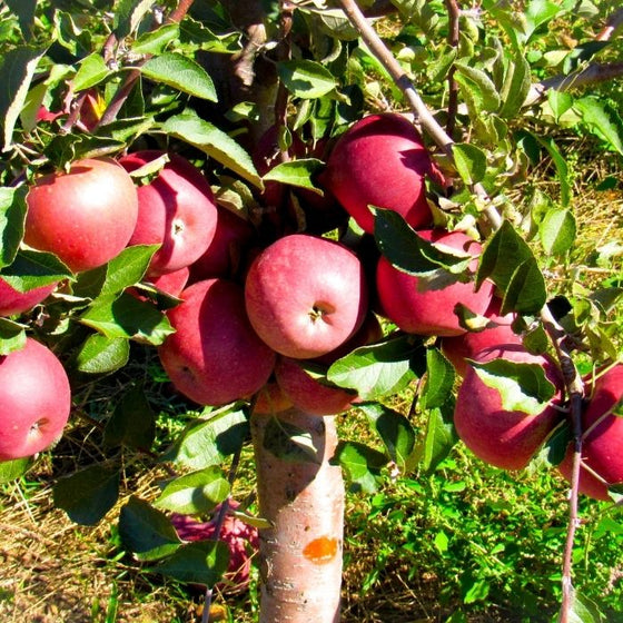 Heavy fruit set of Pink Lady Apples