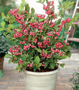 Pink Lemonade Blueberry Bushes