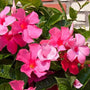 vibrant deep pink mandevilla flowers tropical patio plant