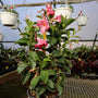 mandevilla on trellis with pink blooms