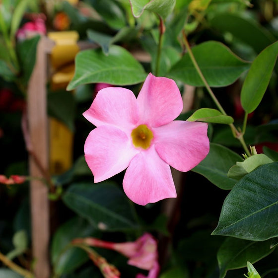 vibrant deep pink mandevilla flowers tropical patio plant