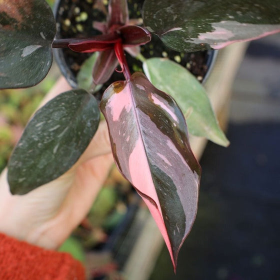 Philodendron Pink Princess Plant close up view of beautiful pink tones