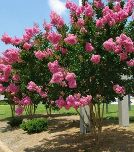 Pink Velour Crape Myrtle