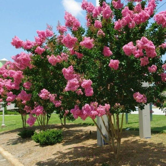 pink velour crape myrtles flowering in the summer