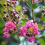 close up of vibrant pink crape myrtle pink velour