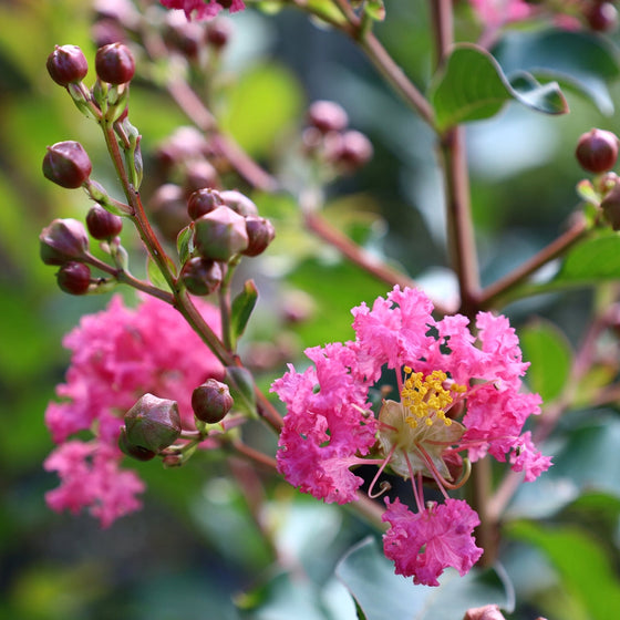close up of vibrant pink crape myrtle pink velour