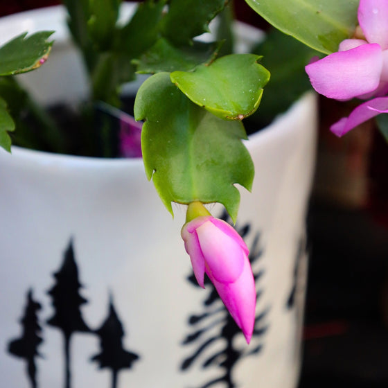 close up view of pink christmas/thanksgiving cactus bud