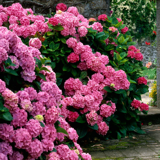 endless summer crush hydrangea blooms