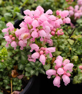 Lamium Pink Pewter