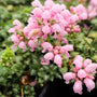 close up view of light pink pewter blooms