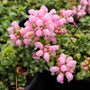 pale pink blooms on early spring blooming lamium pink pewter