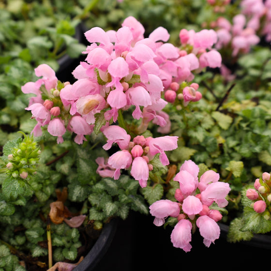 pale pink blooms on early spring blooming lamium pink pewter