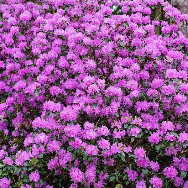 PJM Rhododendron for Sale