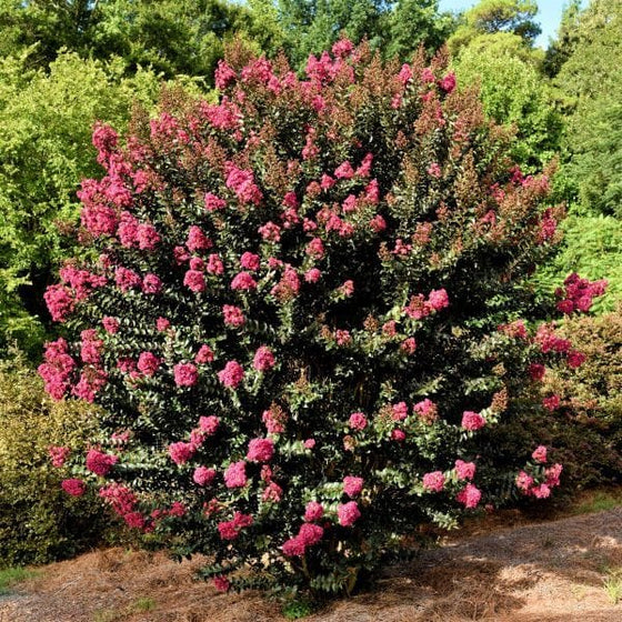 plum magic crape myrtle in full bloom
