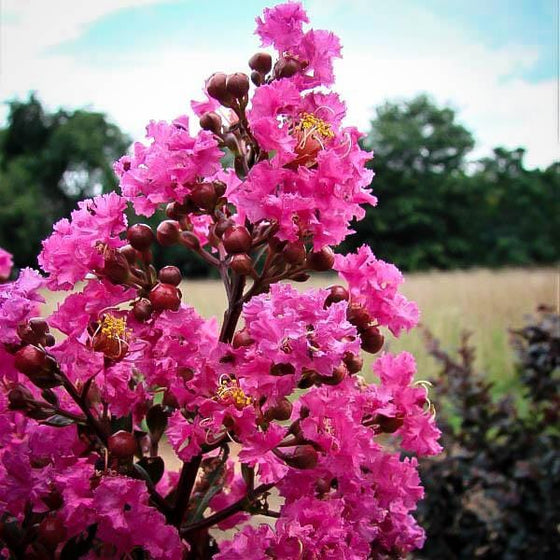 deep pink ruffled flower cluster of the plum magic crape myrtle