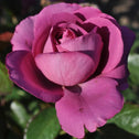 purple rose double bloom just blooming with lavender petals