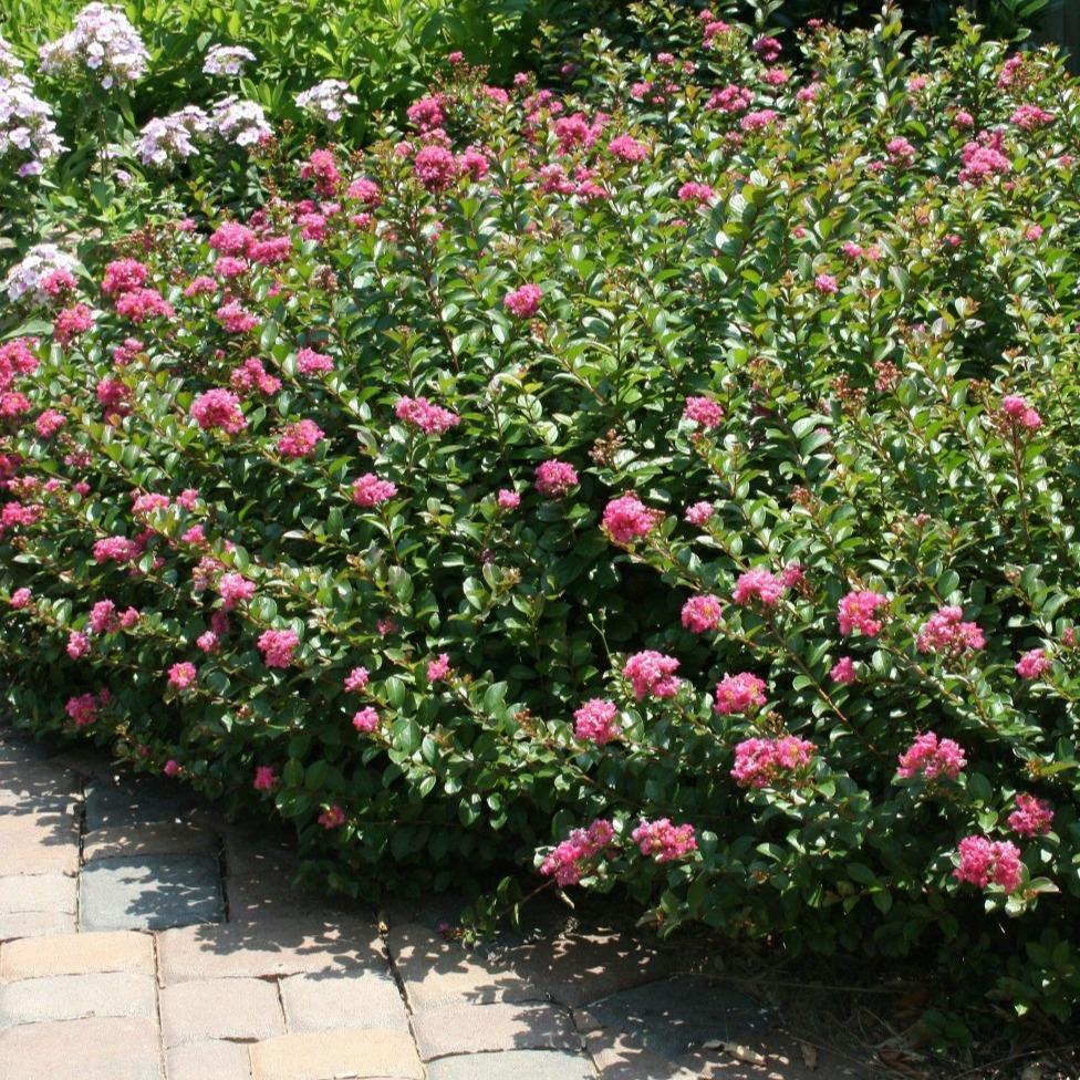 Pocomoke Crape Myrtle for Sale | Dwarf Pink Shrub for Pots & Borders