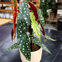 Begonia wightii Maculata Plant