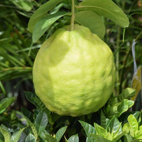 young citrus of the ponderosa lemon tree