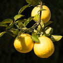 ripe giant fruit of the ponderosa lemon tree