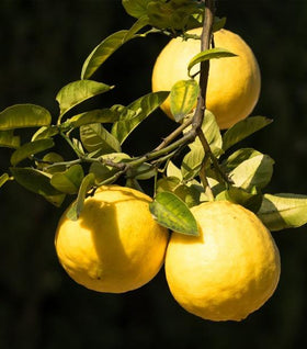 Ponderosa Lemon Tree
