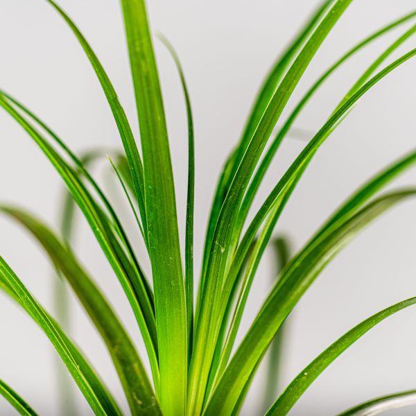 brussels ponytail palm Ponytail Palm
