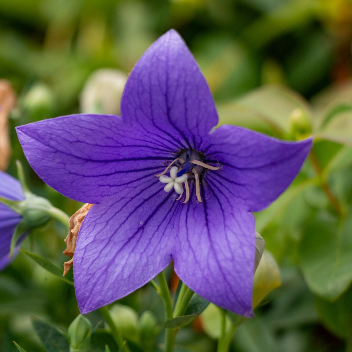 セボンスター　バルーン　フラワー　レトロ Pop Star Balloon Flower | Compact Blue Summer Perennial