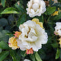 white ruffled flower petals of the popcorn drift rose with yellow flowers in the back