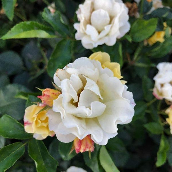 white ruffled flower petals of the popcorn drift rose with yellow flowers in the back