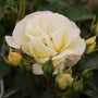 creamy white petals of the popcorn drift rose with a yellow center