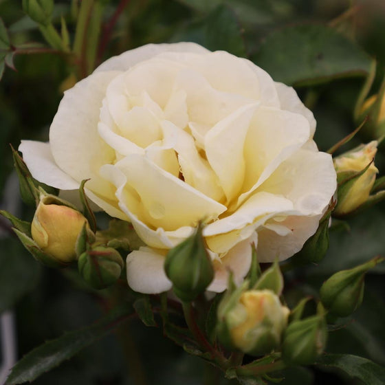 creamy white petals of the popcorn drift rose with a yellow center