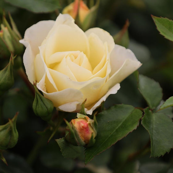 soft white popcorn drift rose bushes