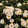 yellow drift roses blooming