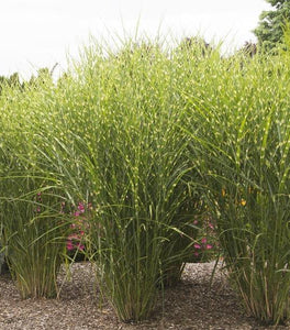 Porcupine Grass