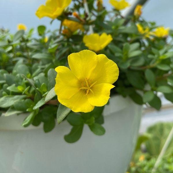 Portulaca Yellow for Sale - Annual Hanging Basket