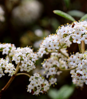Viburnum Pragense