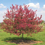 Prairie Fire Crabapple in full flower