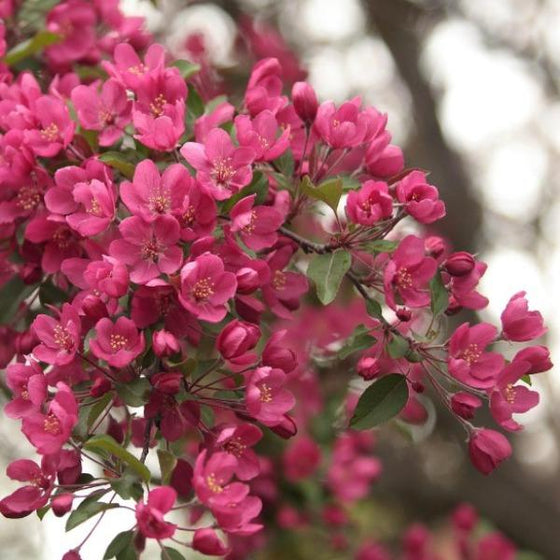 Prairie Fire Crabapple Flowers