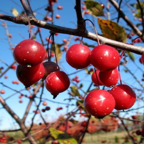 Prairie Fire Crabapple