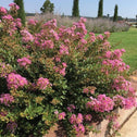Princess Lyla Crape Myrtle Shrub with pinkish purple flower clusters