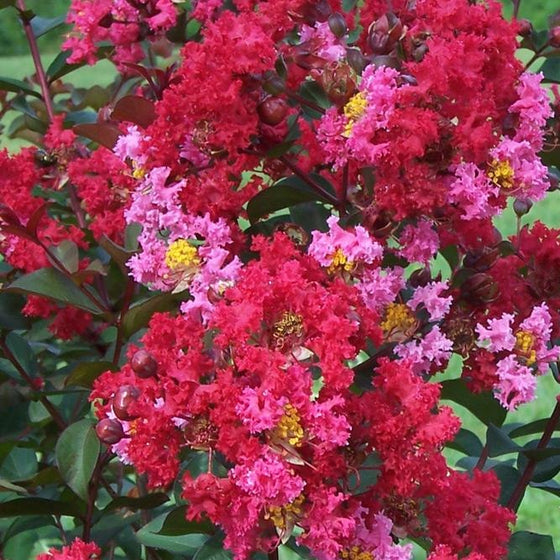 The unique princess zoey crape myrtle has a mix of red and pink flowers with pops of yellow