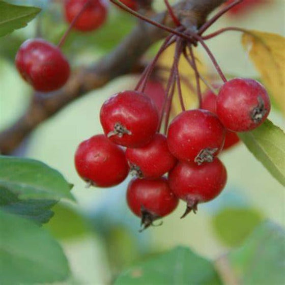 Red crabapple fruit on profusion crabapple tree