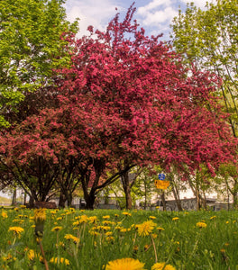 Profusion Crabapple