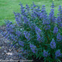 caryopteris beyond midnight in full bloom