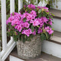 lavender bloomathon azalea shrub with purple flowers