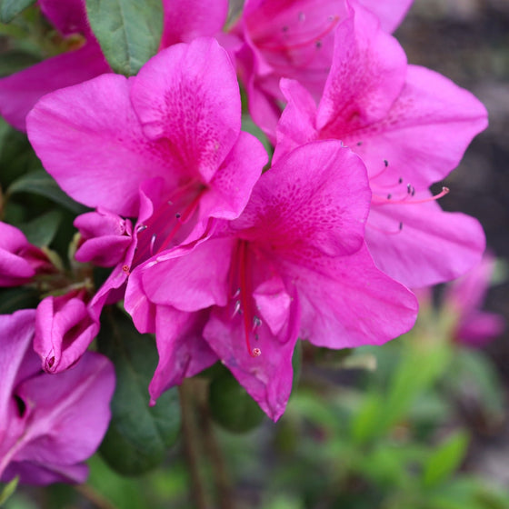 The Bloom-a-thon Lavendar Azalea brings bright color to an early spring garden