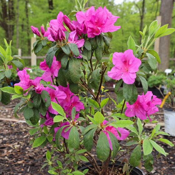 The Bloom-a-thon Lavendar Azalea brings bright color to an early spring garden