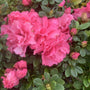 azalea bloomathon pink has double bubble gum pink blooms